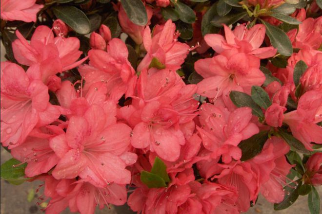 азалия японская блаувс пинк азалия японская блаувс пинк