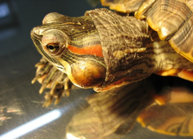 болезни среднеазиатских черепах болезни среднеазиатских черепах