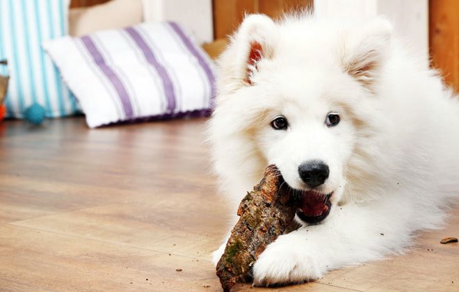 чем кормить самоедскую лайку чем кормить самоедскую лайку