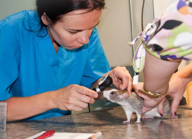 декоративные крысы болезни декоративные крысы болезни