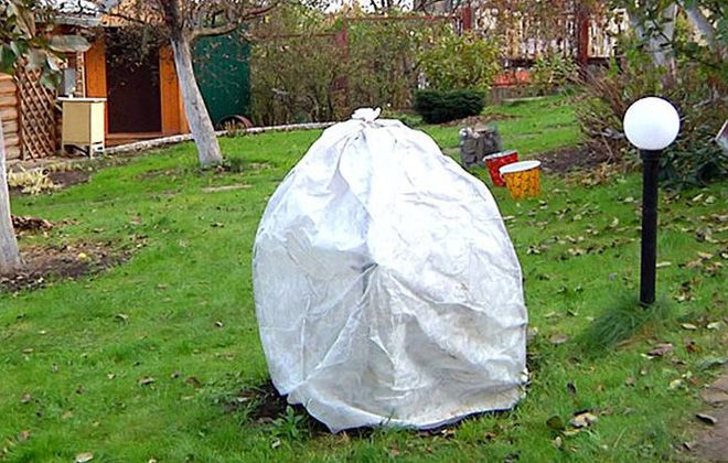 дейция шершавая зимовка дейция шершавая зимовка