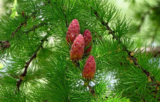 характеристики пихты сибирской характеристики пихты сибирской