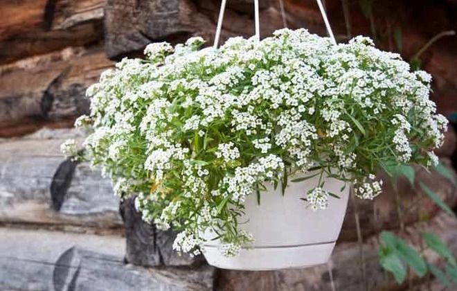 иберис выращивание на балконе иберис выращивание на балконе