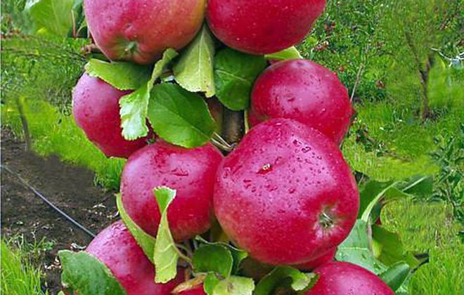 как получить колоновидную яблоню арбат как получить колоновидную яблоню арбат