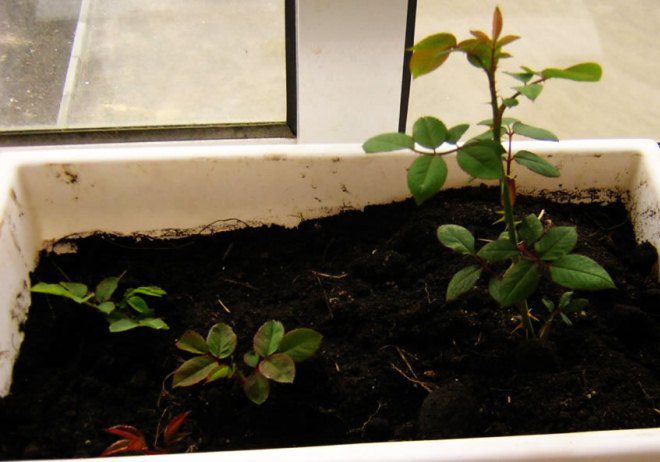 когда можно пересадить розу выращенную из черенка когда можно пересадить розу выращенную из черенка