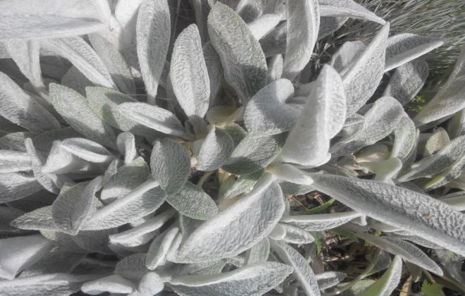 Можно ли выращивать дома чистец шерстистый Можно ли выращивать дома чистец шерстистый