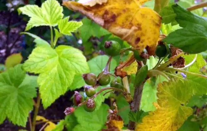 почему желтеет черная смородина почему желтеет черная смородина