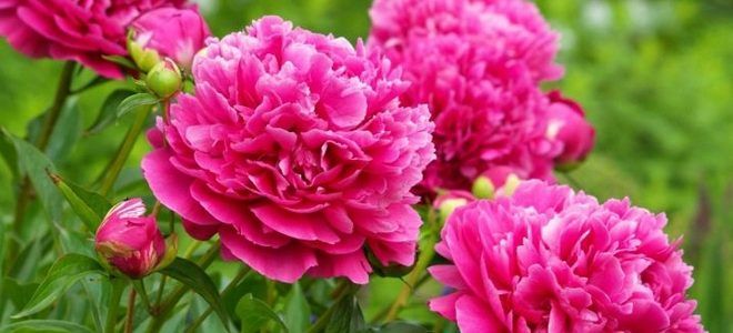 фото8 подкормка пионов куриным пометом весной