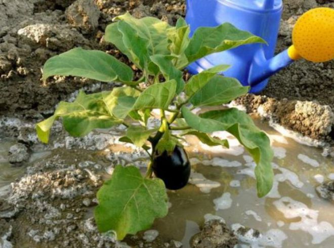 Полив баклажанов в теплице Полив баклажанов в теплице