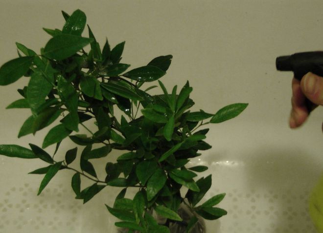 полив комнатного лимона полив комнатного лимона