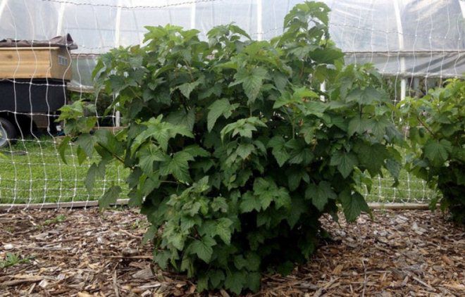 профилактика почкового клеща профилактика почкового клеща