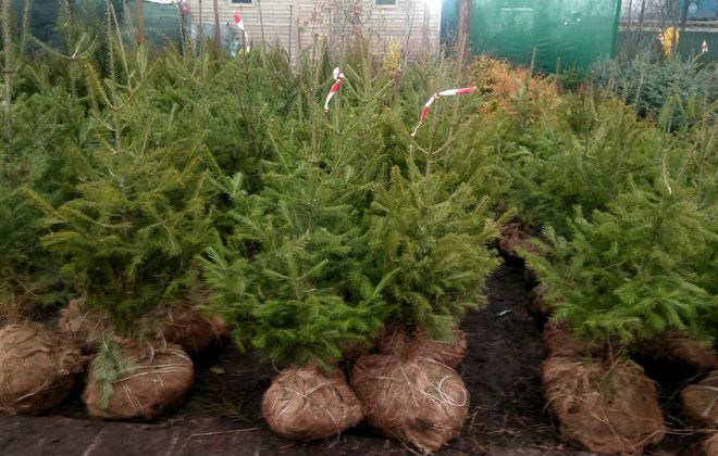 Аbies sibirica Аbies sibirica