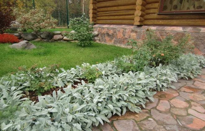 Чистец шерстистый в ландшафтном дизайне дорожки Чистец шерстистый в ландшафтном дизайне дорожки