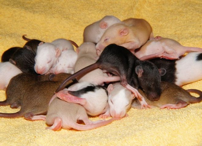 декоративная крыса размножение декоративная крыса размножение