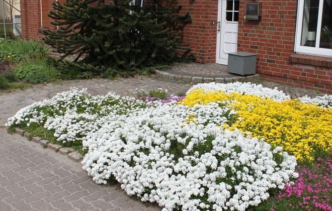 иберис в ландшафтном дизайне иберис в ландшафтном дизайне