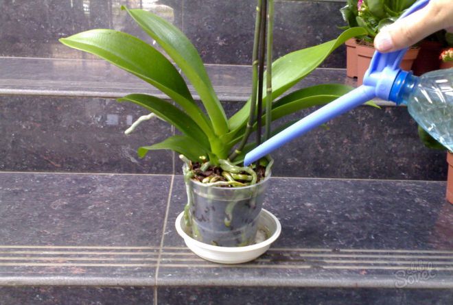 Как поливать фаленопсис Как поливать фаленопсис