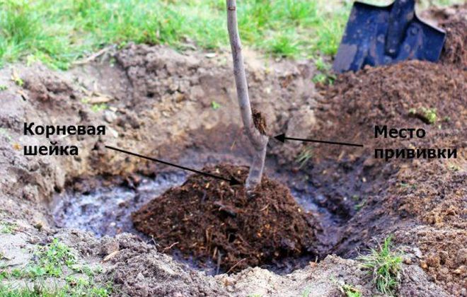 как сажать колоновидную яблоню как сажать колоновидную яблоню