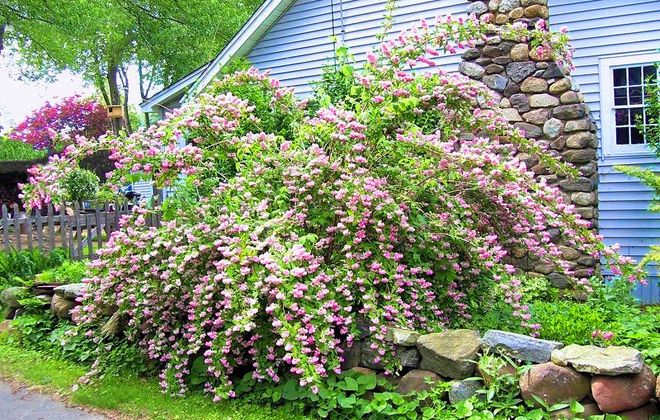 кустарник дейция шершавая кустарник дейция шершавая