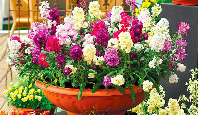 маттиола в горшке маттиола в горшке