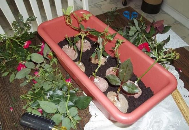 роза выращенная из букета уход роза выращенная из букета уход