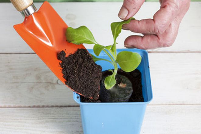 выращивание петуний почва выращивание петуний почва