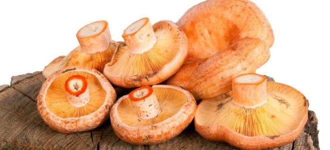 как чистить рыжики