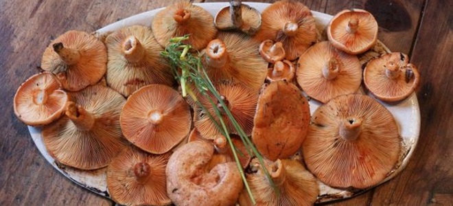 как заморозить рыжики