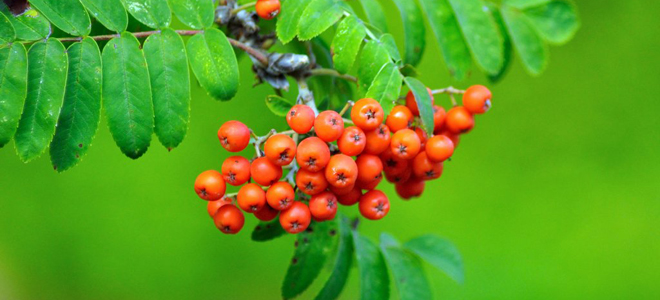 лечебные свойства рябины