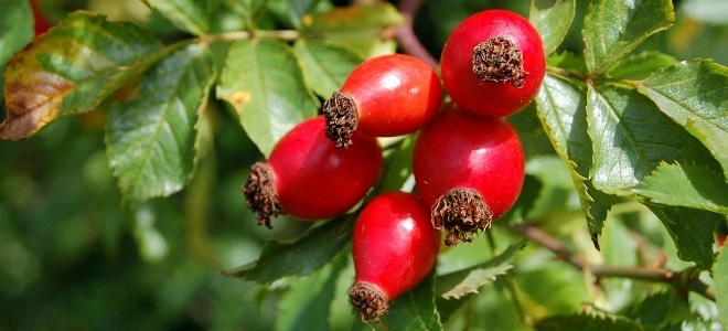 отвар шиповника как приготовить2