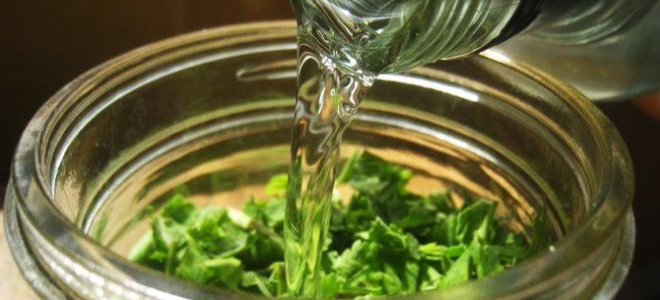 подорожник от кашля