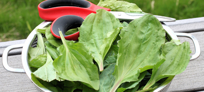 подорожник при гастрите