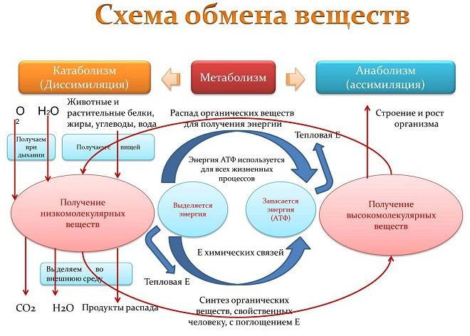 продукты ускоряющие метаболизм