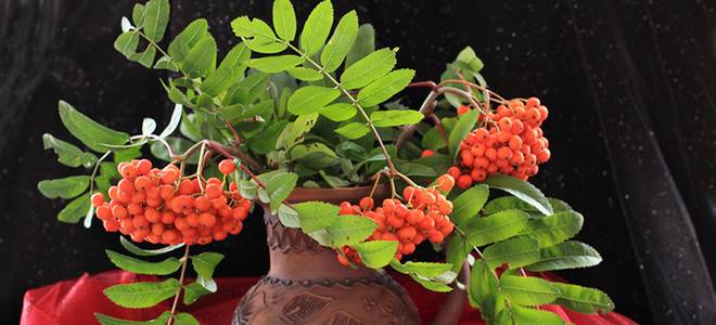 состав рябины