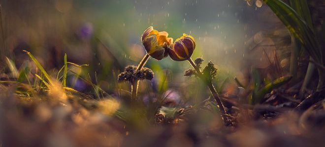 совместимость знаков зодиака лев и дева