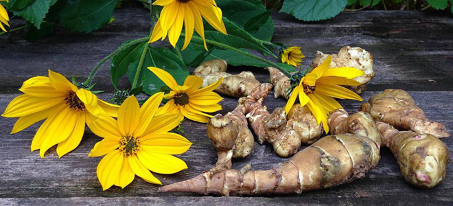 топинамбур химический состав