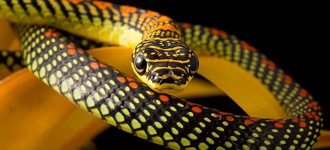 убить змею во сне