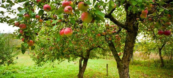 яблоки во сне