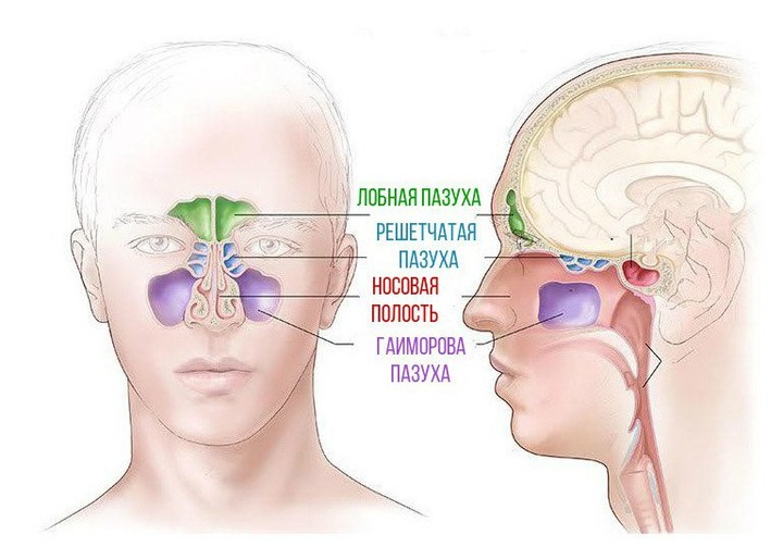Анатомия околоносовых пазух Анатомия