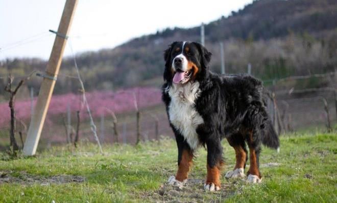 Бернская горная собака