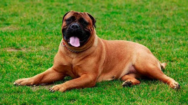 Бульмастиф