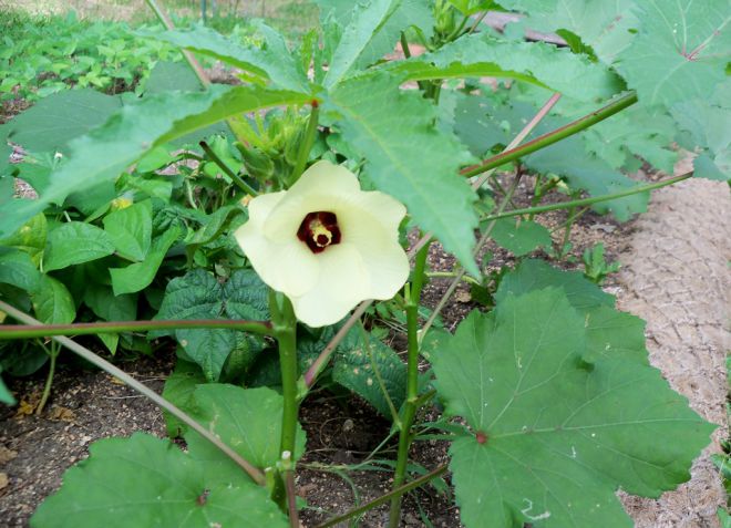 бамия уход бамия уход