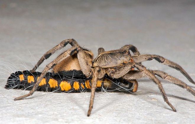 чем питаются пауки тарантулы чем питаются пауки тарантулы