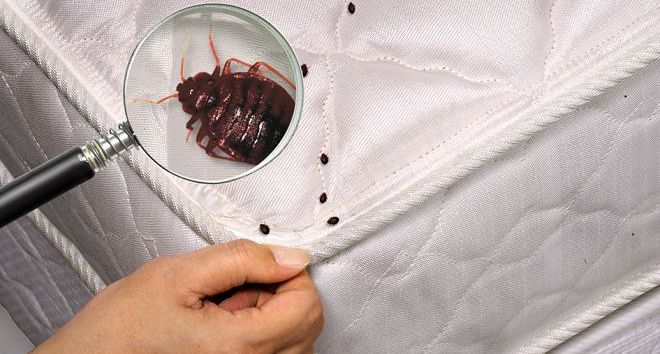 как избавиться от клопов дома как избавиться от клопов дома