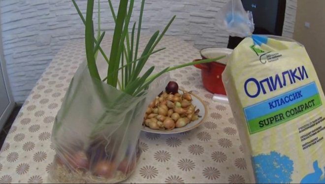 лук в опилках на подоконнике лук в опилках на подоконнике