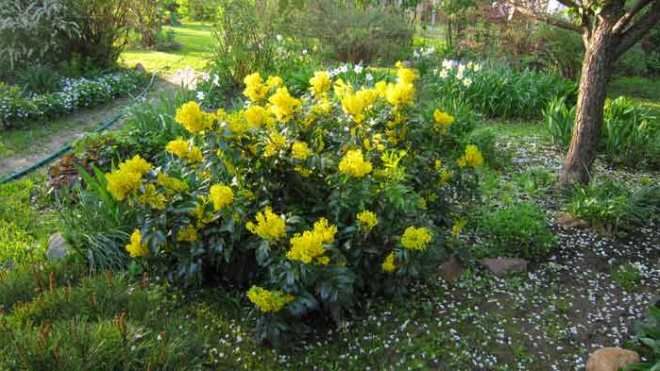 магония падуболистная в ландшафтном дизайне магония падуболистная в ландшафтном дизайне