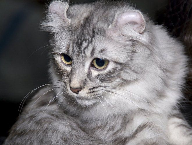 серый с зелеными глазами серый с зелеными глазами