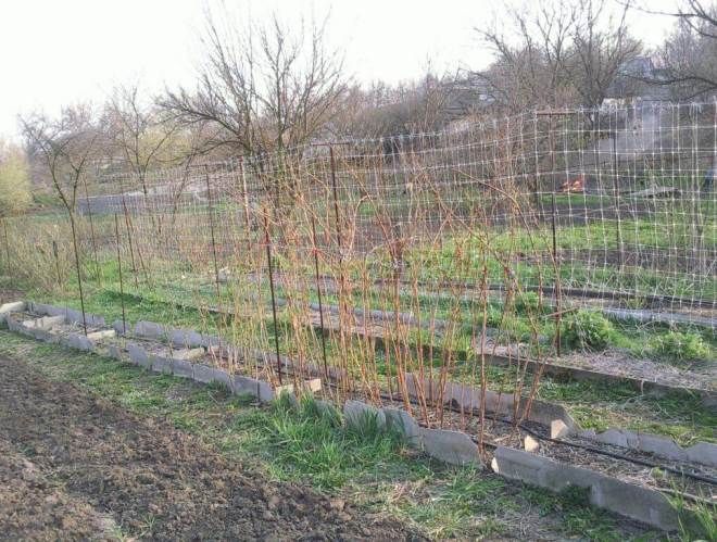 шпалеры для малины из сетки шпалеры для малины из сетки