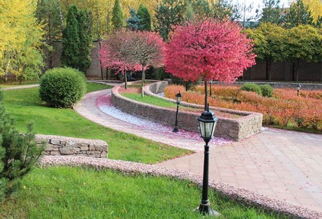 бересклет крылатый на штамбе бересклет крылатый на штамбе