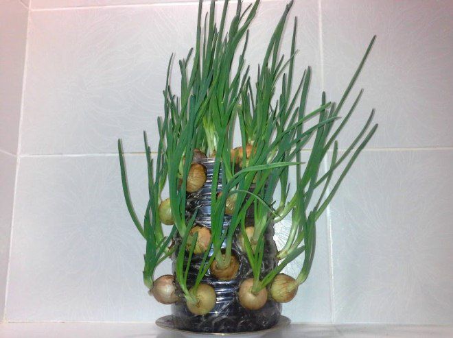 как вырастить лук на подоконнике в бутылке как вырастить лук на подоконнике в бутылке