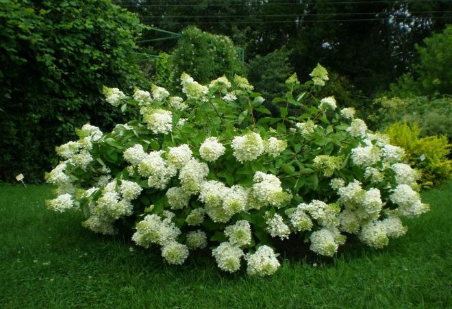 полив гортензии древовидной полив гортензии древовидной